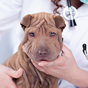 servicios medicos veterinarios