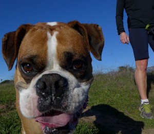 fitness con mi mascota