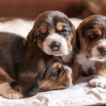 Cachorros02