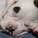 Cachorros04