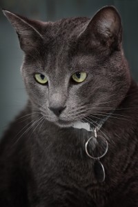 Romeo Central Pets