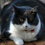 ObesidadFelina01