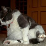 ObesidadFelina02