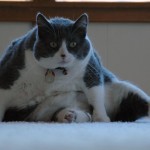 ObesidadFelina03