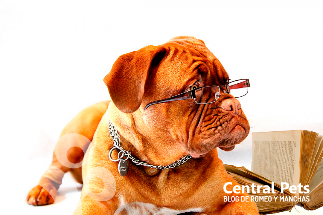 Perros Tercera Edad