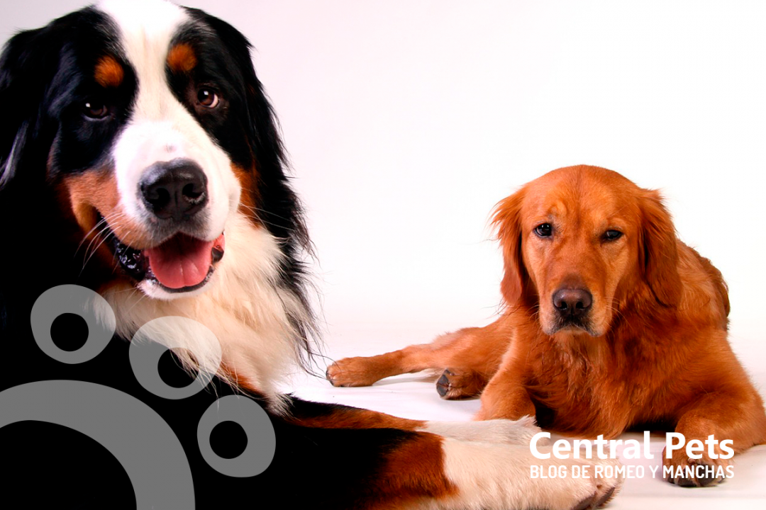 Importancia Castración Perros
