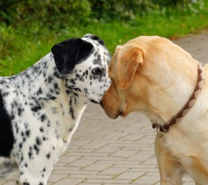 ¿Mi mascota necesita un Novio o Novia?