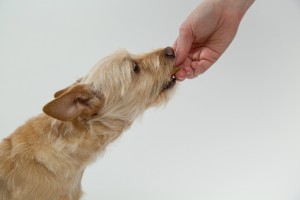 alimentos que no podemos darle a nuestro perro