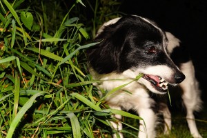 Perro Come Plantas