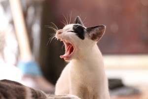 sida felino