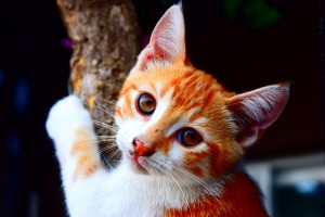 sida en gatos