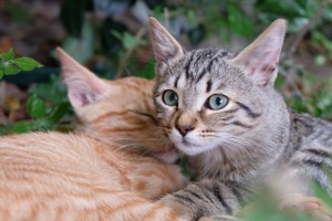 sida felino