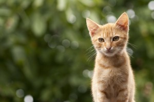 Leucemia en gatos