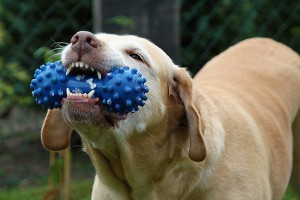 dientes de los perros