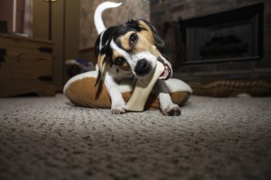 huesos para perros