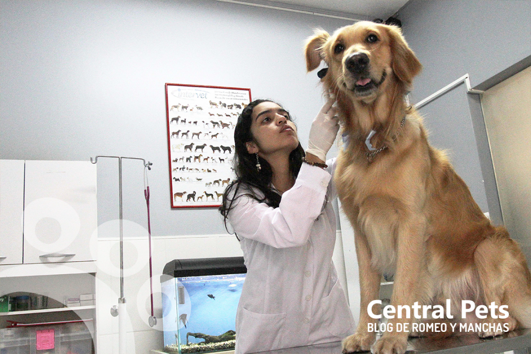 otoscopio digital veterinario