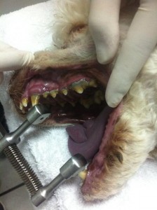 sarro en dientes del perro