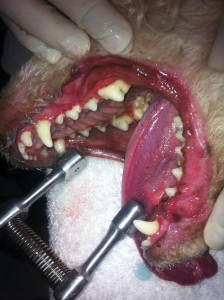 profilaxis dental de perros