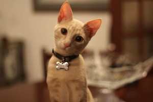 Fausto