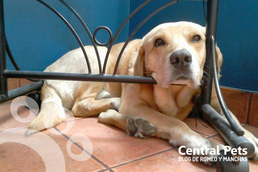 Mascota Del Mes Noviembre