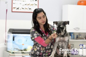 No Medicar a nuestros perros