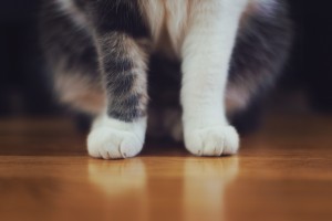 corte de uñas de gatos