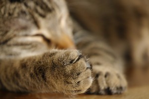por qué cortar las uñas del gato