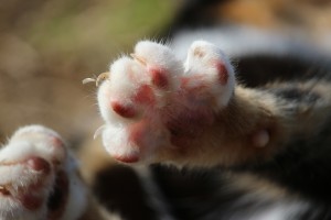 importancia corte de uñas de gatos