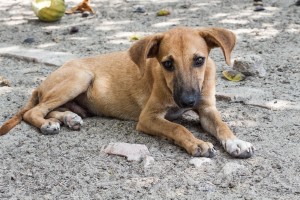importancia de adoptar una mascota