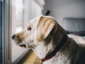 perro solo en casa