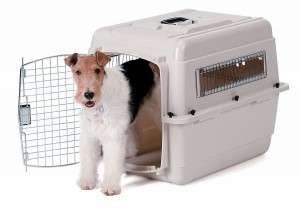 transportados de perros y gatos