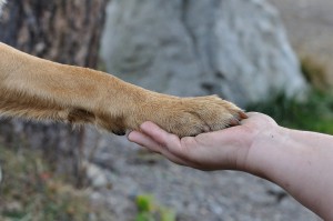 uñas de perros