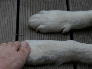 uñas pies y patas de perro