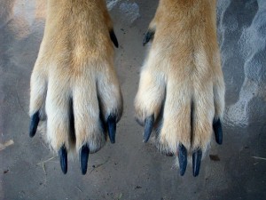 uñas negras