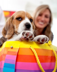 perro de viaje