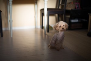 perro solo en casa y tranquilo