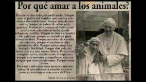 por-que-amar-a-los-animales