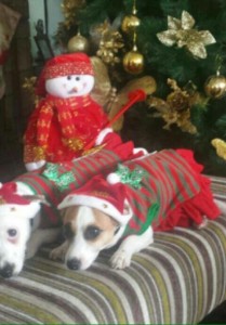cuidado de las mascotas en fiestas navideñas