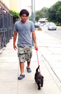 Draco paseando