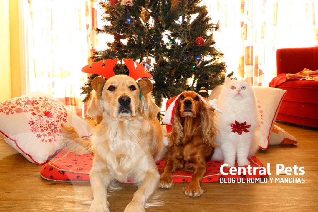 Navidad con las Mascotas