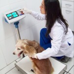 Consulta médica veterinaria