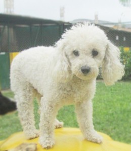 Lola en Valle de las Colitas