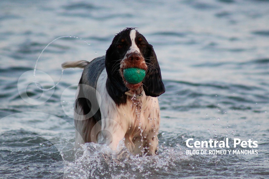 Perros Playa