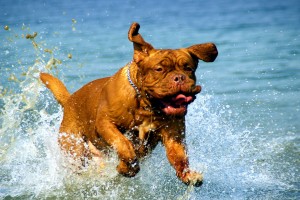 mascotas y el verano