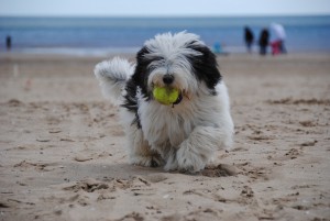 cuidados de perros en verano
