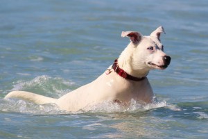 cuidados de perros en la playa
