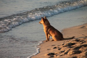 mascotas y playa