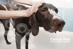 Frecuencia Baños Perros