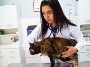 Chequeo Anual de gatos
