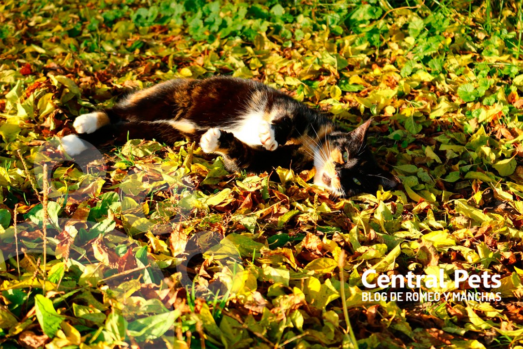 Golpe de Calor en Gatos